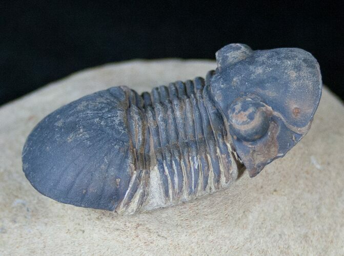 Paralejurus Trilobite - Foum Zguid #13935